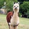 alpacacraftbag