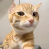 chachamaricha78
