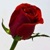 rose_factor