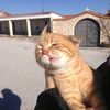 cappucino_cats