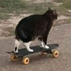 yobbocat