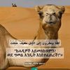 kananimustafa