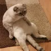 vytambqlmq0