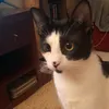 dydvnelaoqti