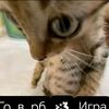 pal_xtcmar123