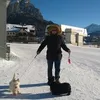 parapippo