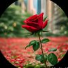 ali956191