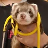 bimbafigaroluna