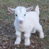 babylamb.cute