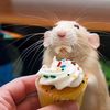 ratsatwork