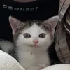 benzzikkkl