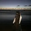 dooohaa8