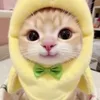meowmeowmeowmeow0_3