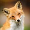 redfox7772