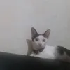 jogokalii