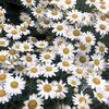 abdullayeva._204