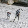 galgosultanyron