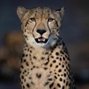 arabian_cheetah