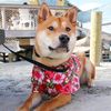 pabu_the_doge