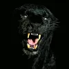 sayger6