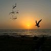 shahd_mohamed287