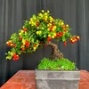 thobonsai1