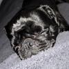 the.pug_mary