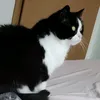 neraluna666