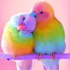 suru_rahman