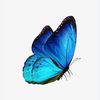 bbbutterfly68