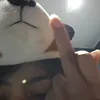 nosenoswy