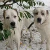 katrindogs5