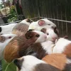 chocopiene0