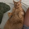 pawpatriot