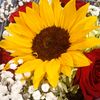 rosalinda1234_12