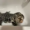 teguthetegu2