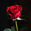 rosysony76