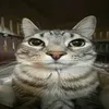 kokoy