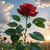 haidershah827