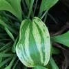 punggam.mom