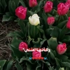 afloweroftheyear2