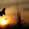 keyra_15_