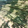 anh.thien6