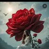 linylima7