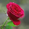 ritaj869