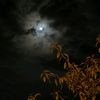 wafaa_16_511