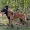k9cewang