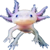 berserk_axolotl