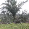 sahabatel