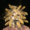 moosetallow